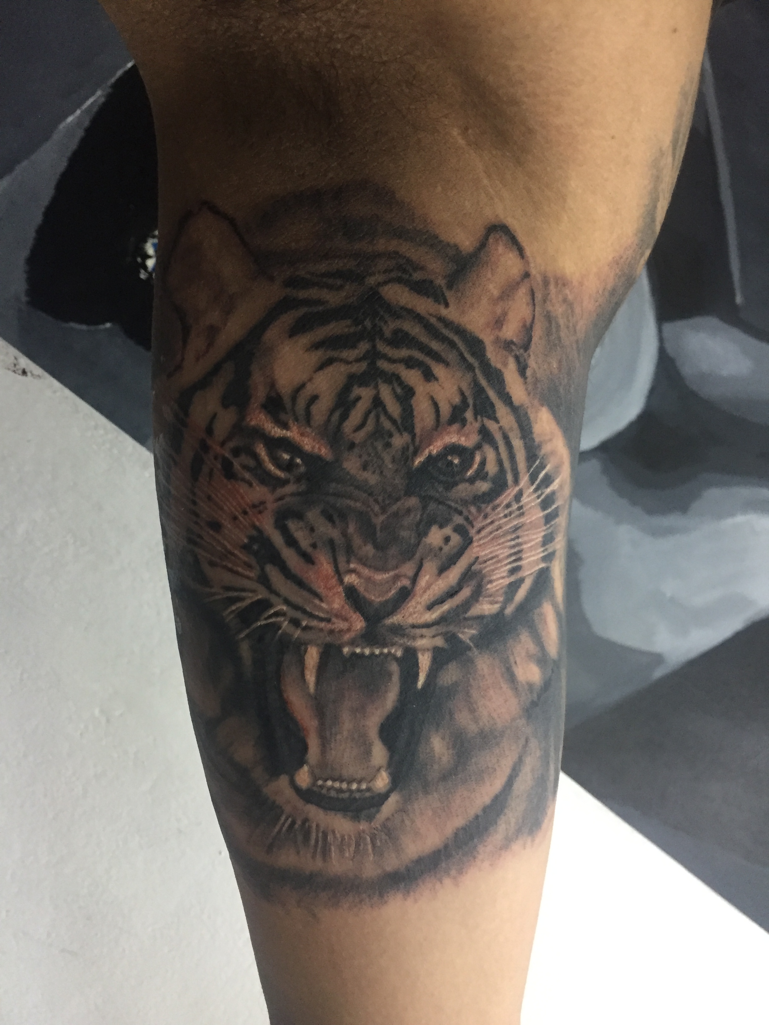 Animales 27