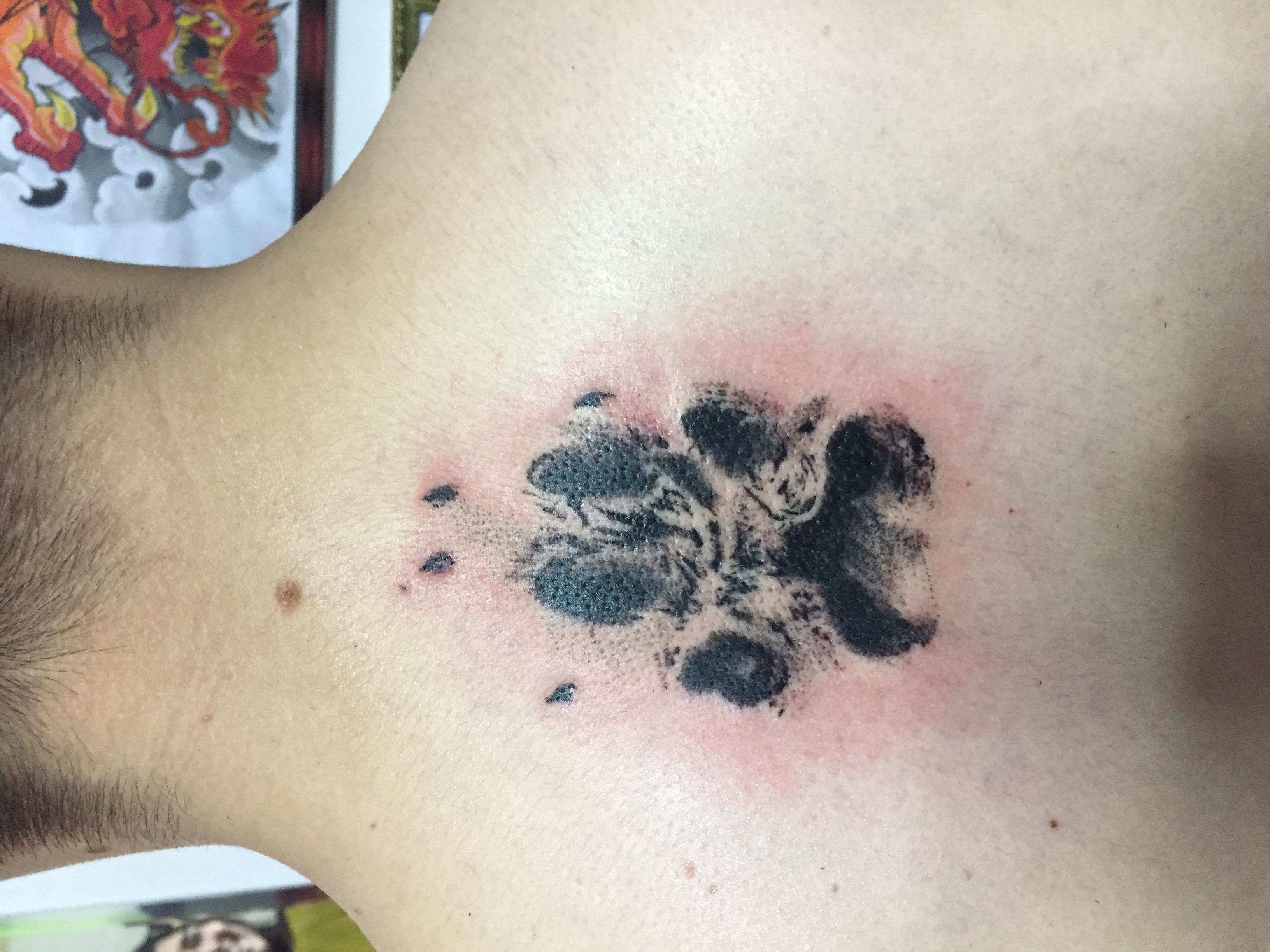 Animales 32